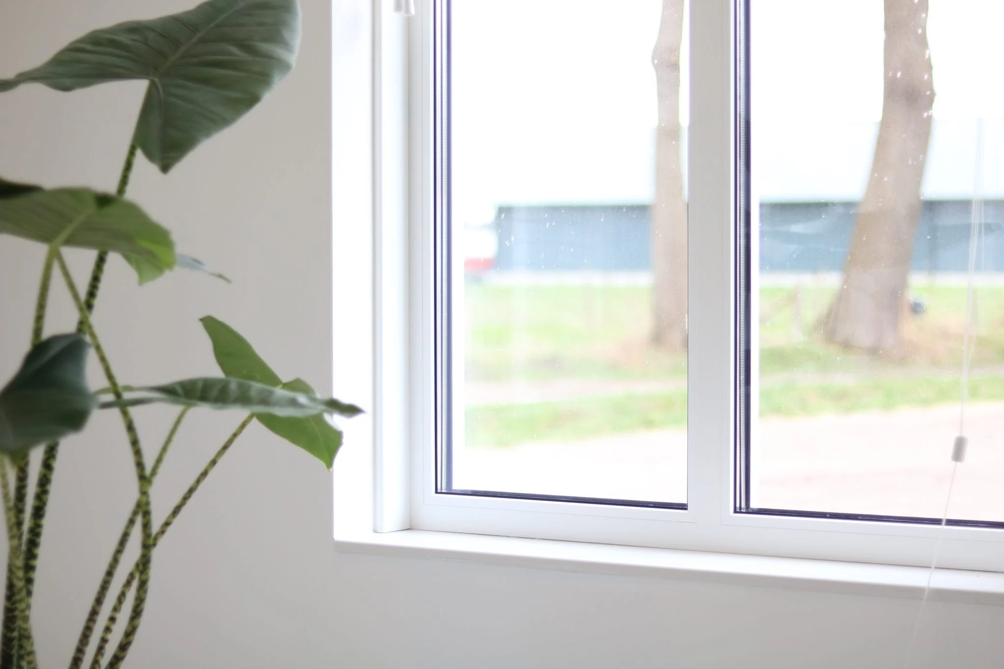 Vast glas in een wit kunststof kozijn gezien van binnenuit, met een groene plant op de voorgrond.